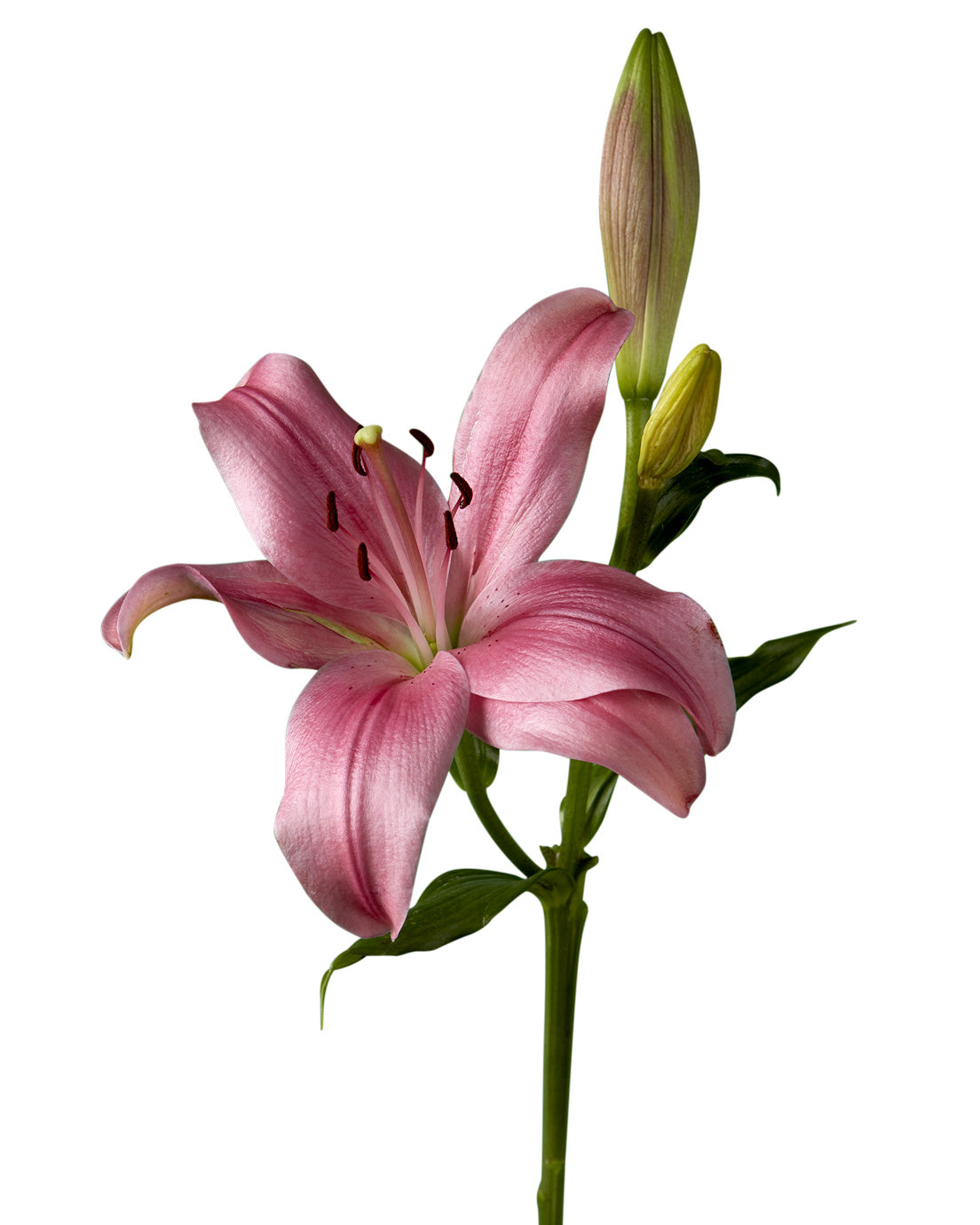 Yerseke Asiatic Lily 3-5 Bloom Valentine Day