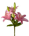 Zanella Lily 3-5 Bloom