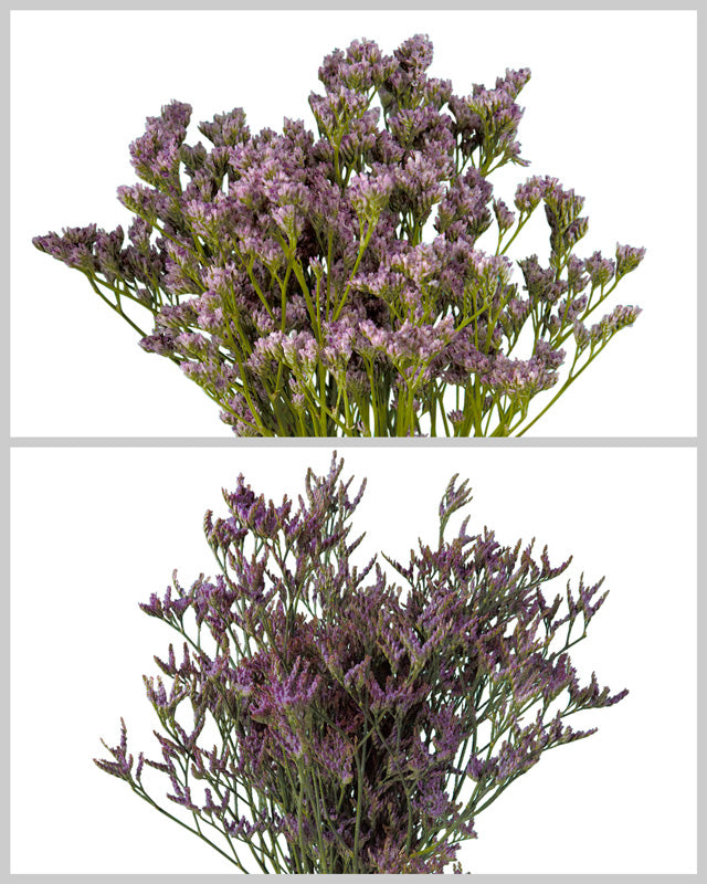 Limonium Assorted Box #691 Valentine Day