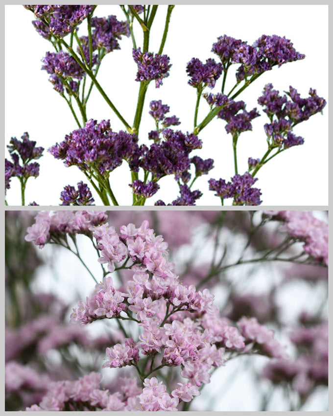 Limonium Assorted Box #691 Valentine's Day