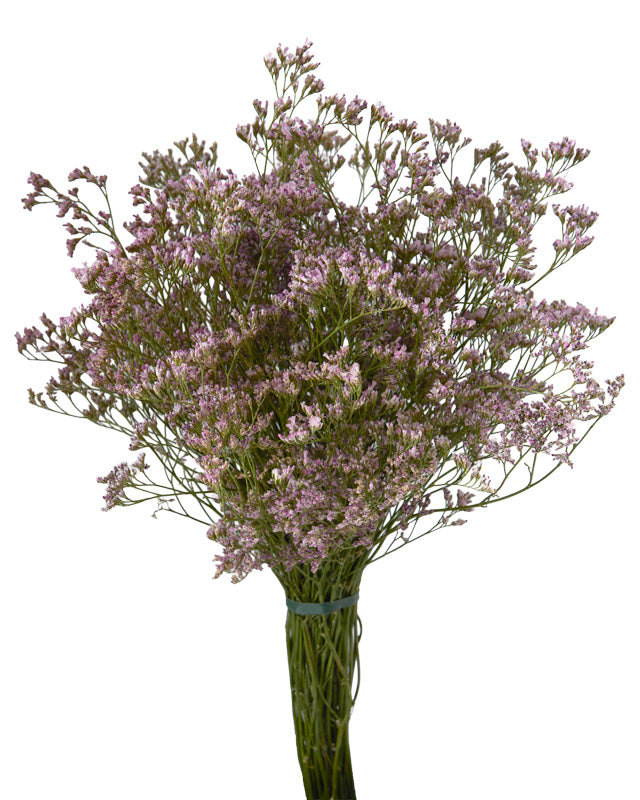 Limonium Oshi Pink