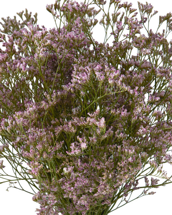 Limonium Oshi Pink