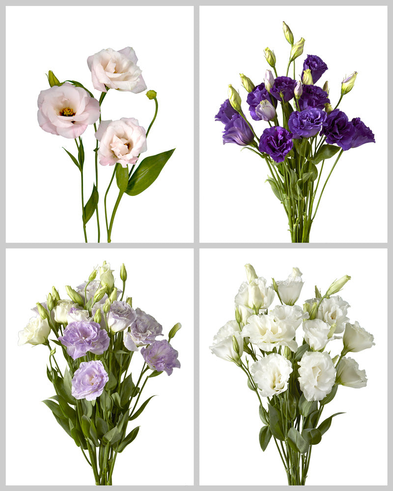 Lisianthus Assorted Box #761