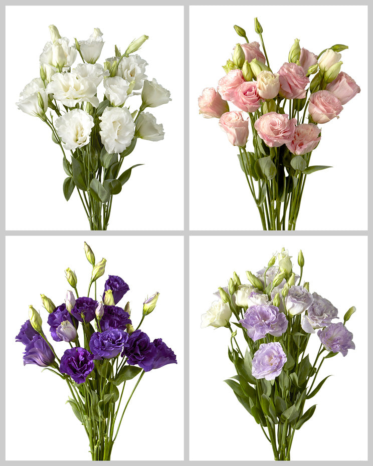 Lisianthus Assorted Box #760