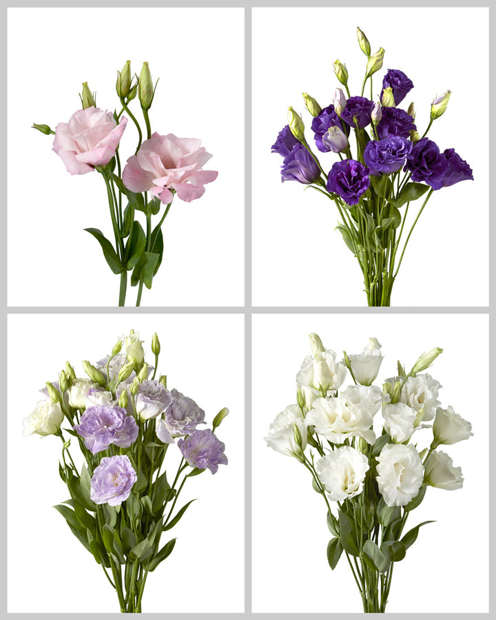 Lisianthus Assorted Box #761
