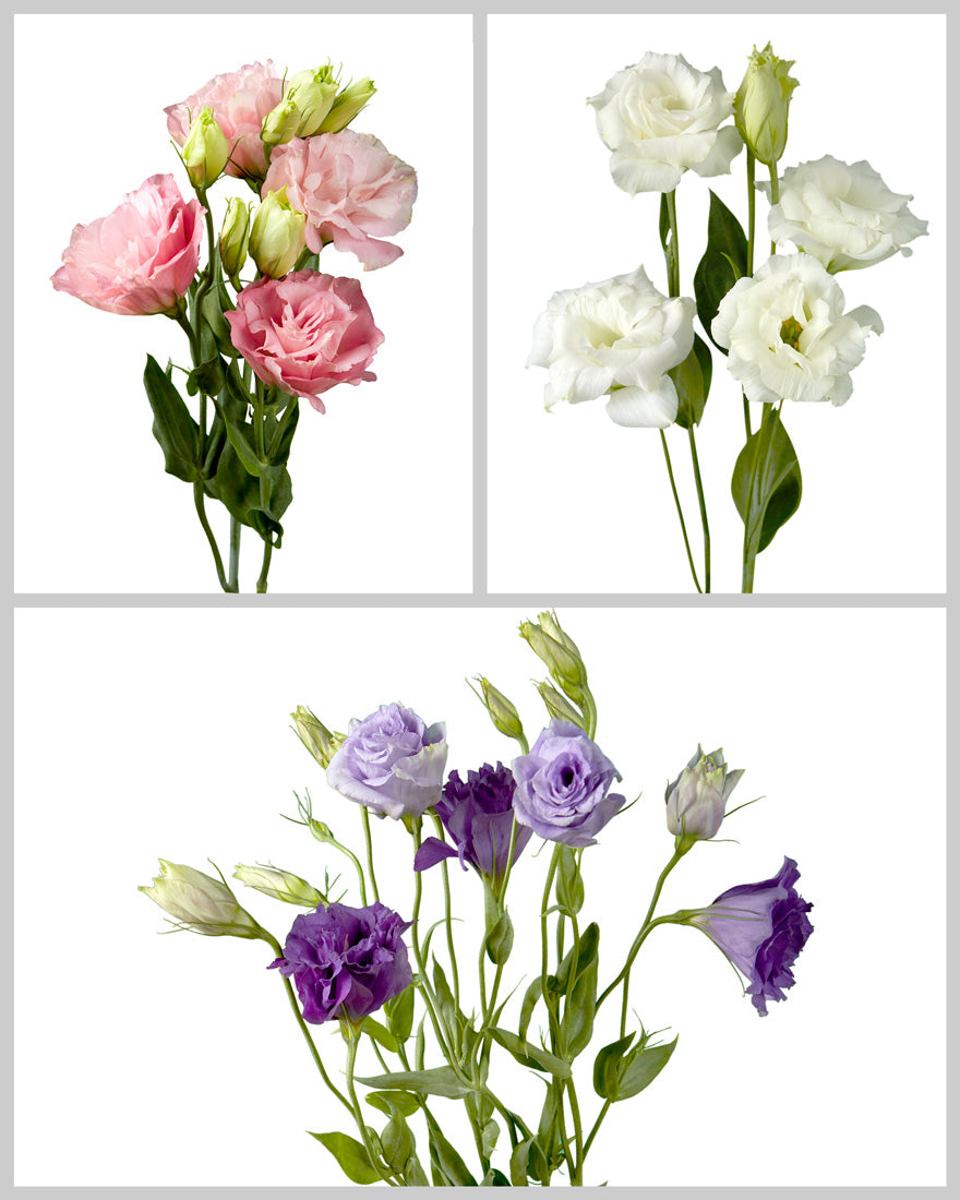 Lisianthus Flare Assorted Box #773 Valentine Day