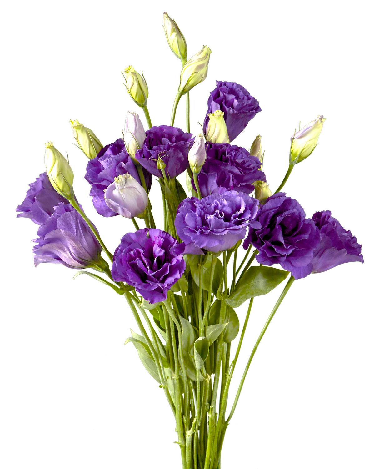 Purple Flare Lisianthus Valentine Day