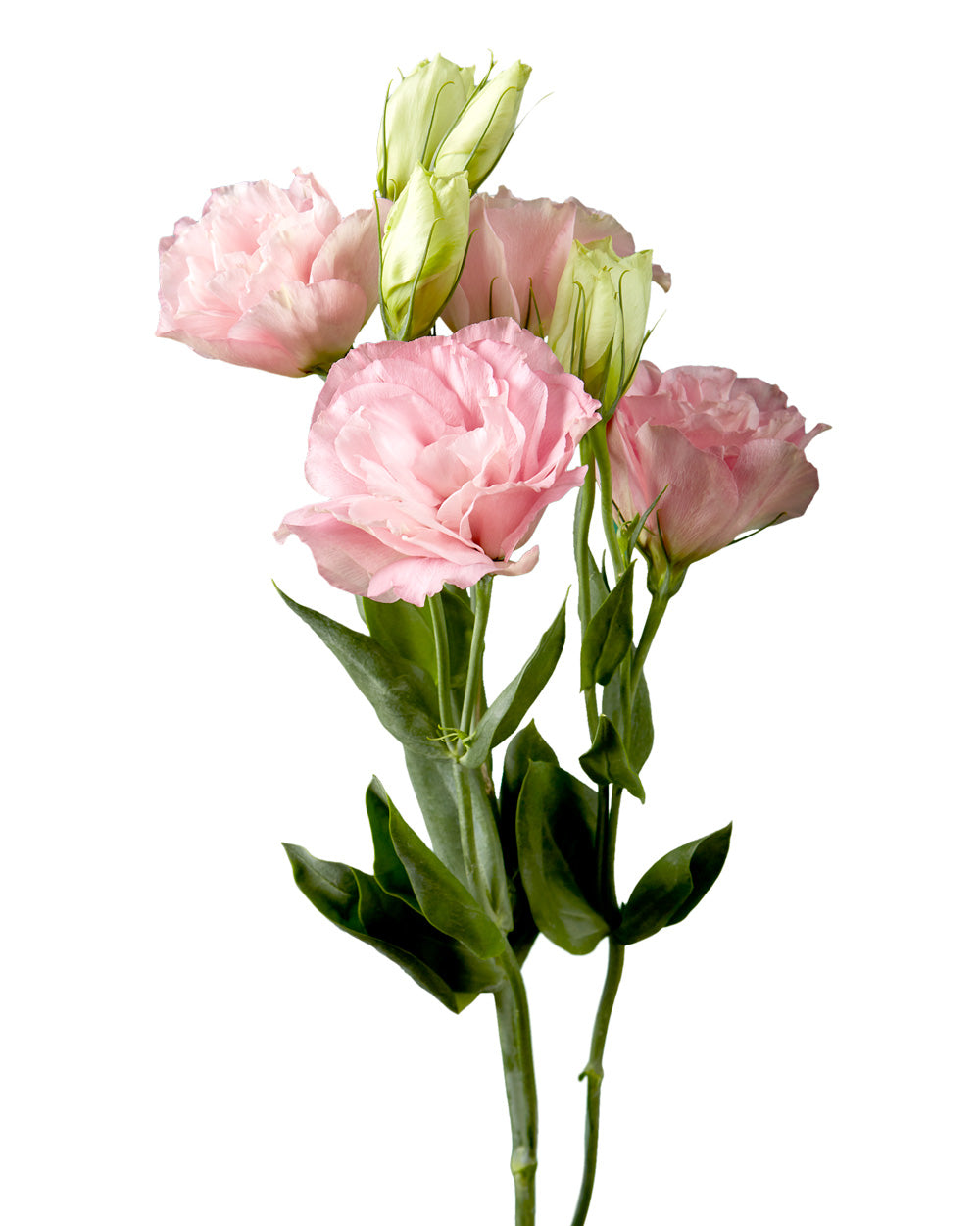 Catalina Pink Lisianthus Mother's Day