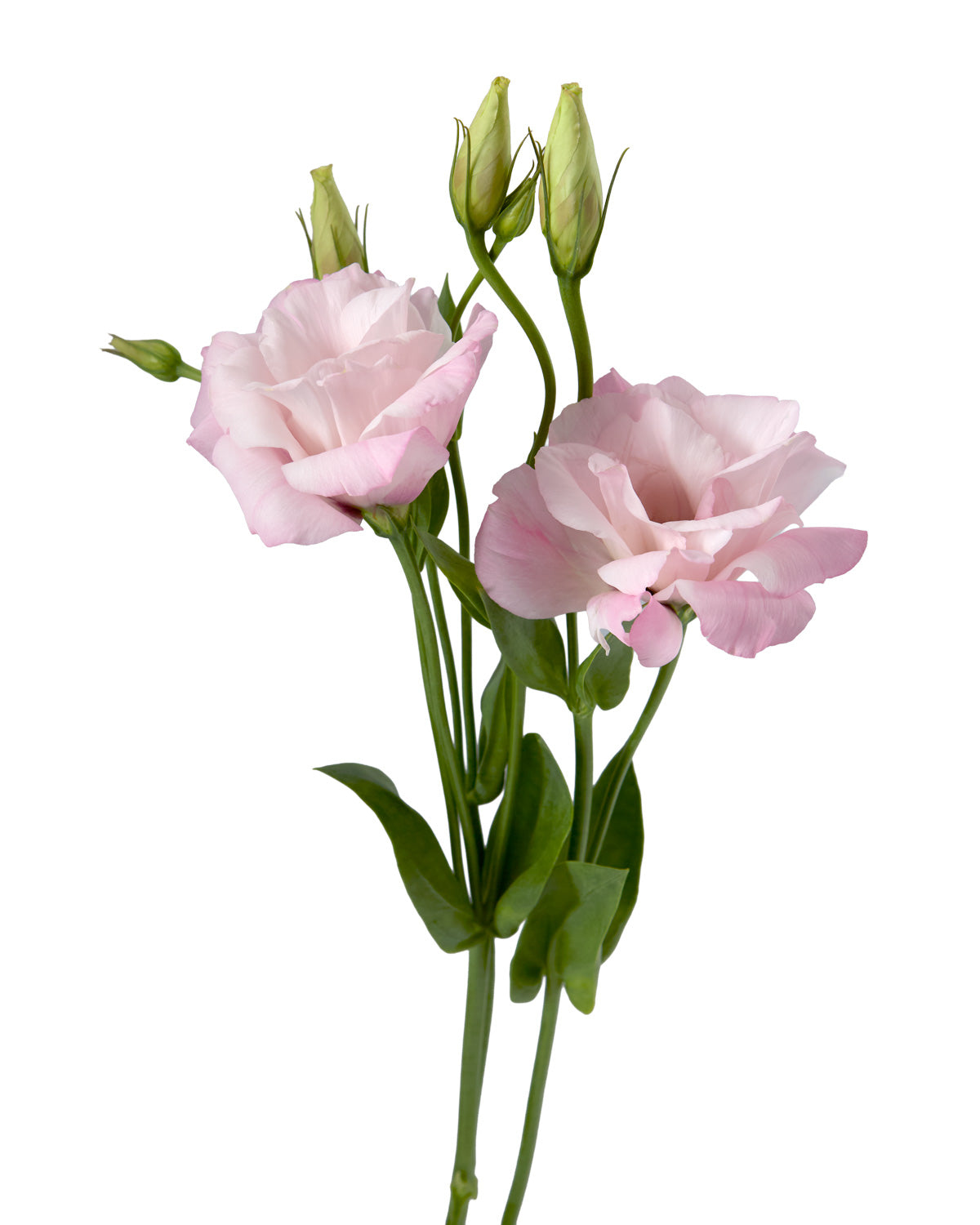 Echo Pink Lisianthus