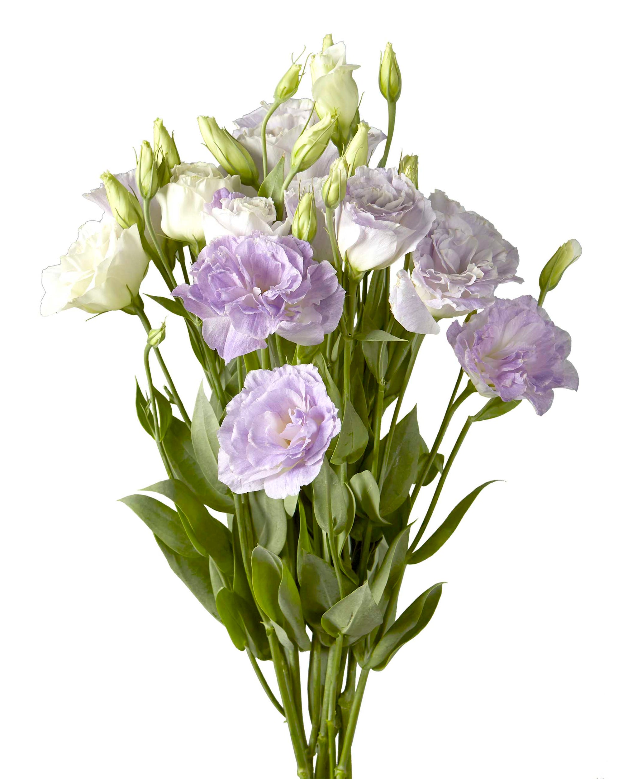Misty Blue Lavender Lisianthus Mother's Day