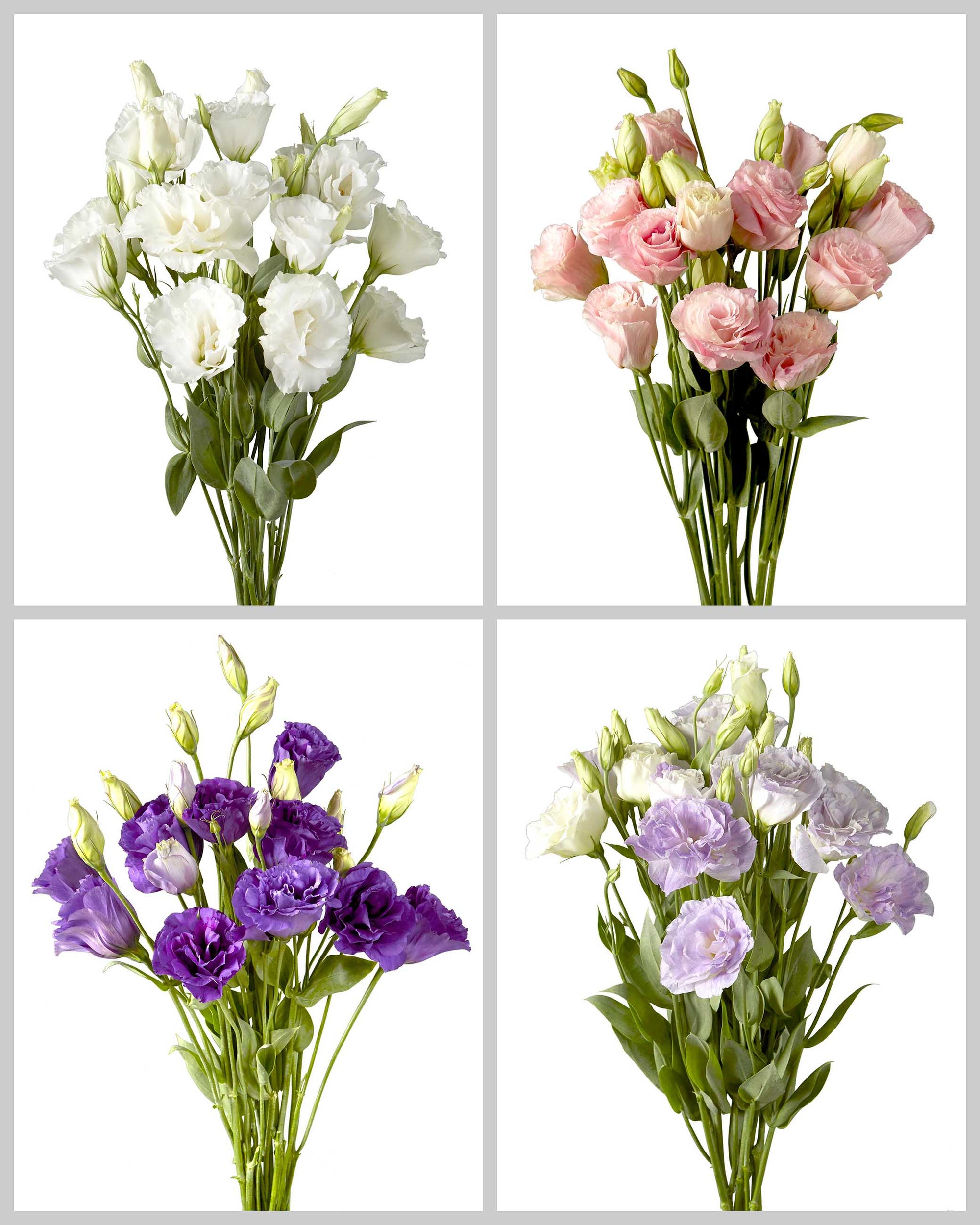 Lisianthus Assorted Box #760 Mother's Day
