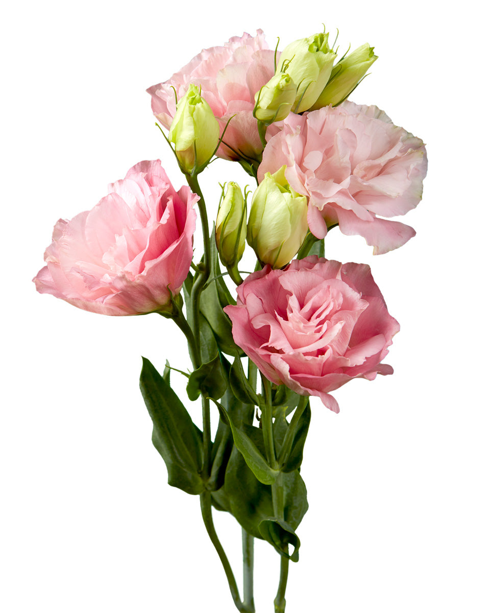 Pink Flare Lisianthus Valentine Day