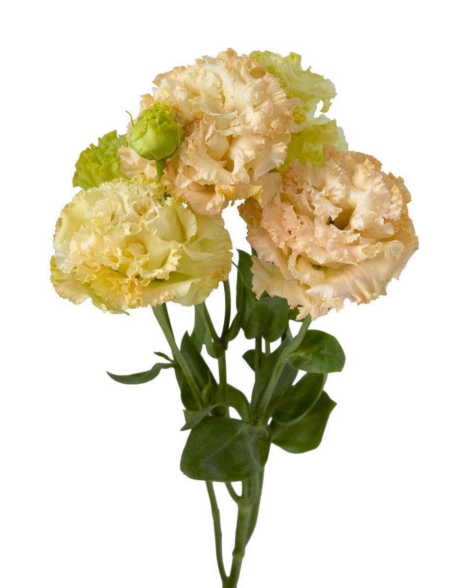 Voyage Apricot Lisianthus