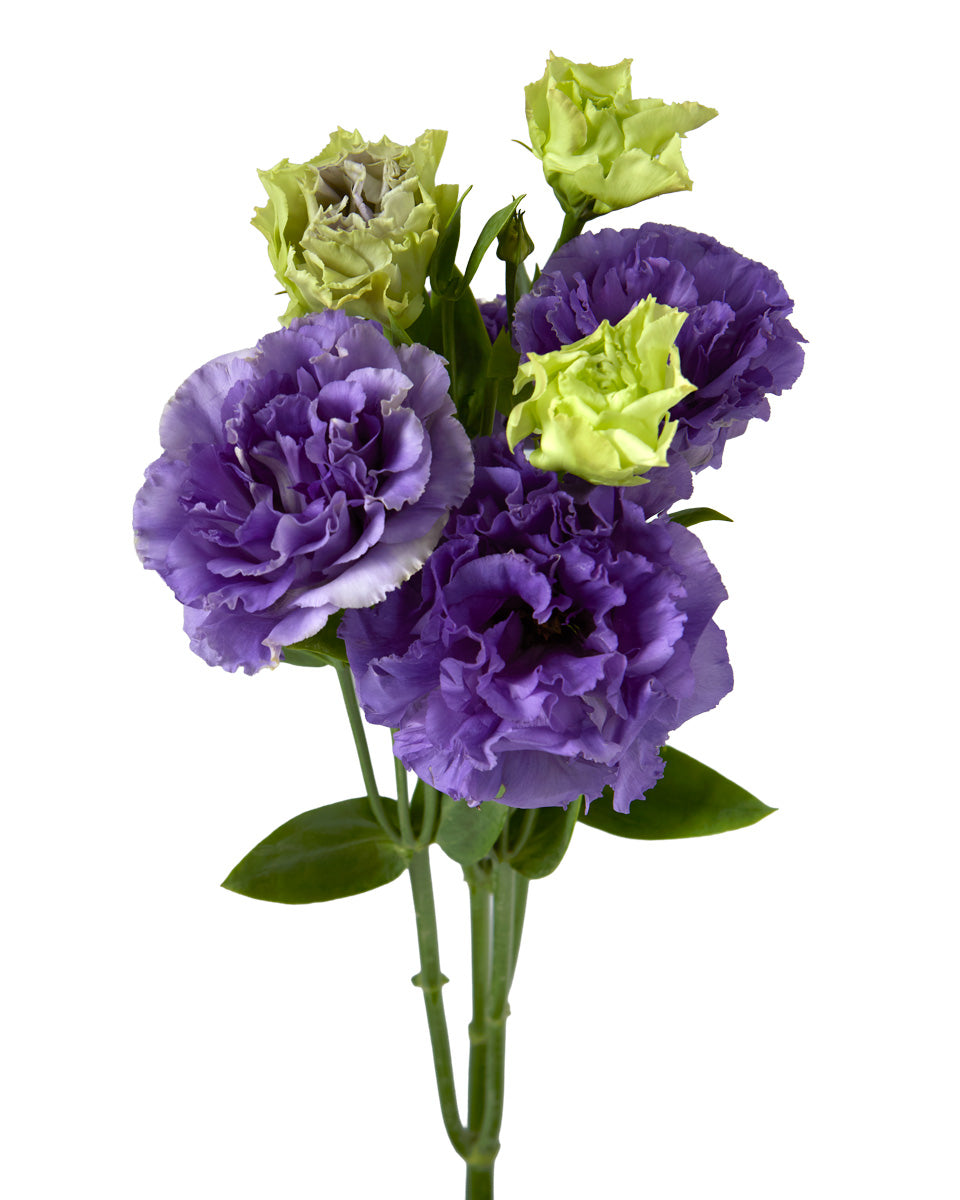 Voyage Purple Lisianthus