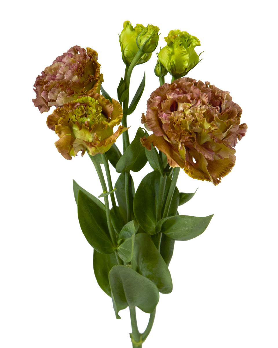 Voyage Terracotta Lisianthus