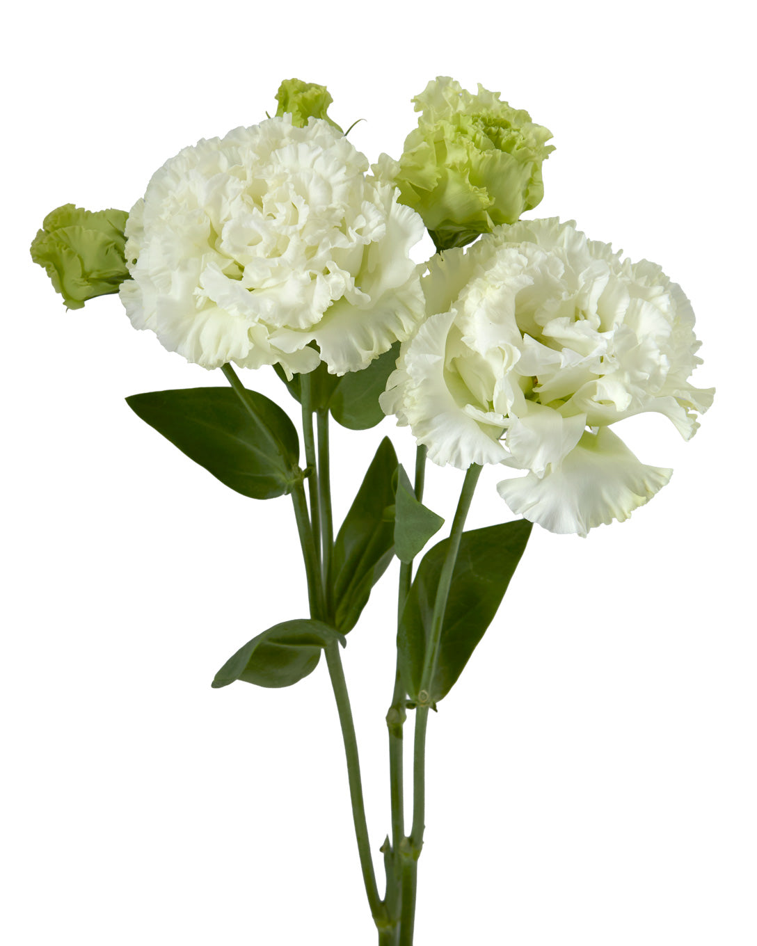 Voyage White Lisianthus