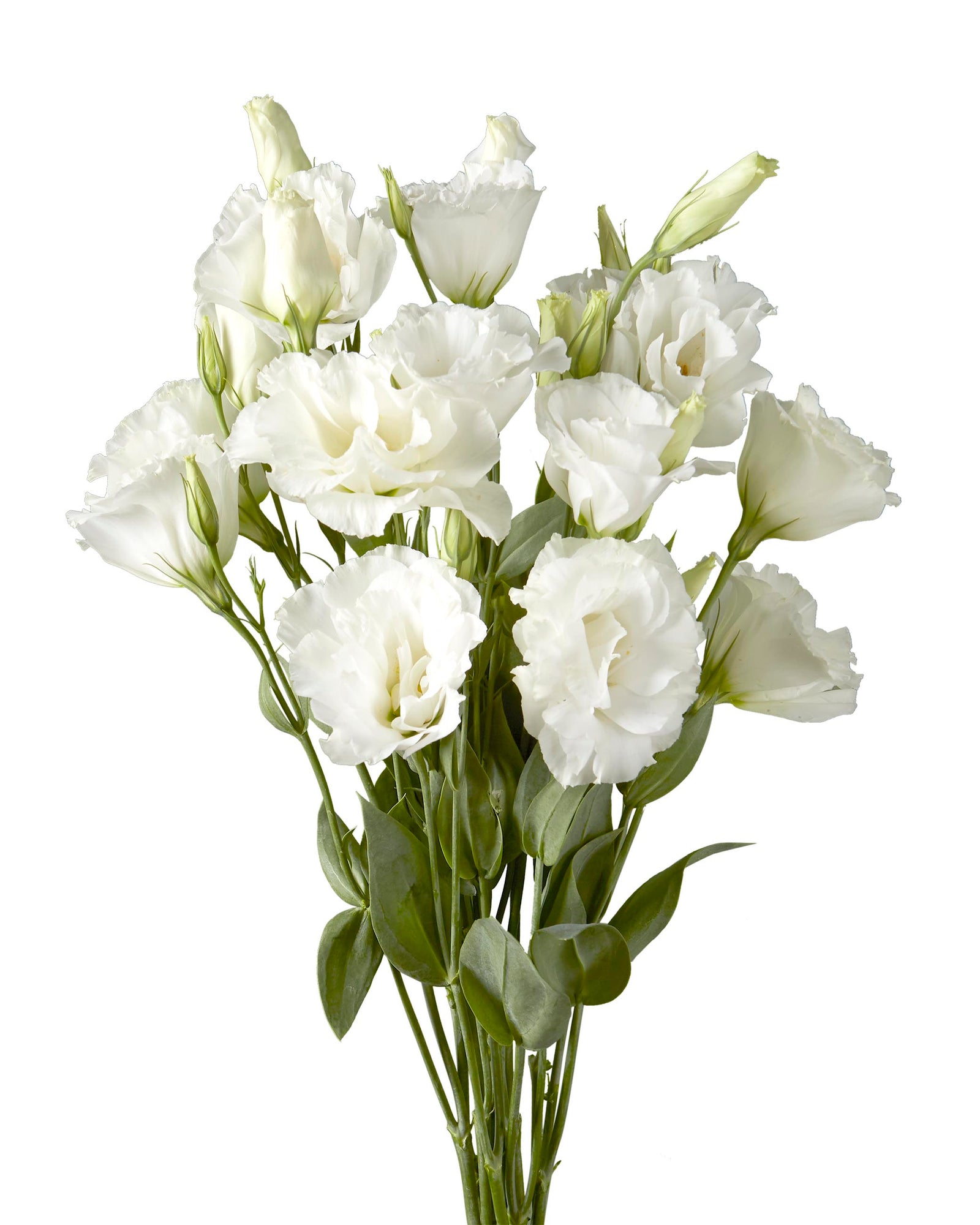 White Lisianthus Valentine Day