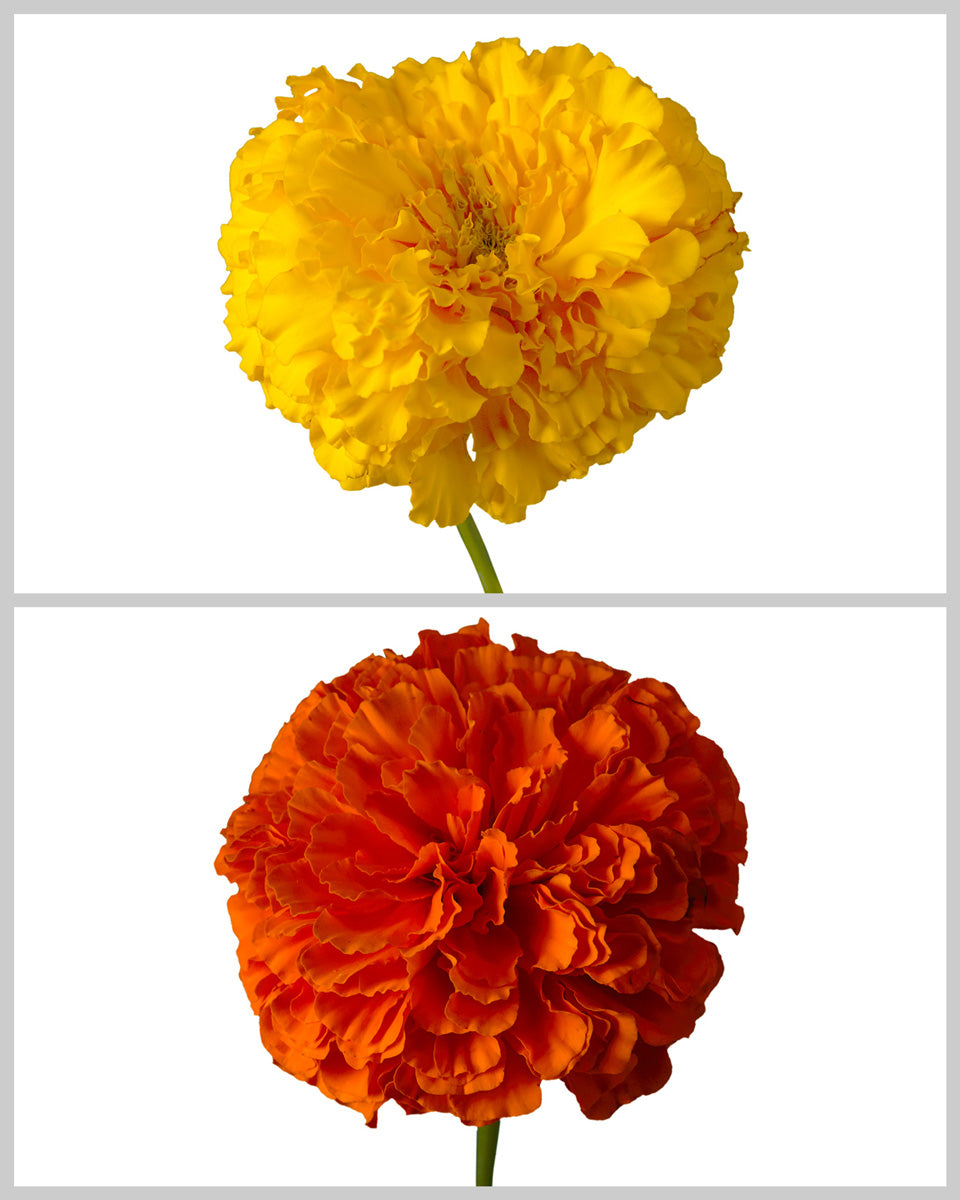 Marigold Assorted Box