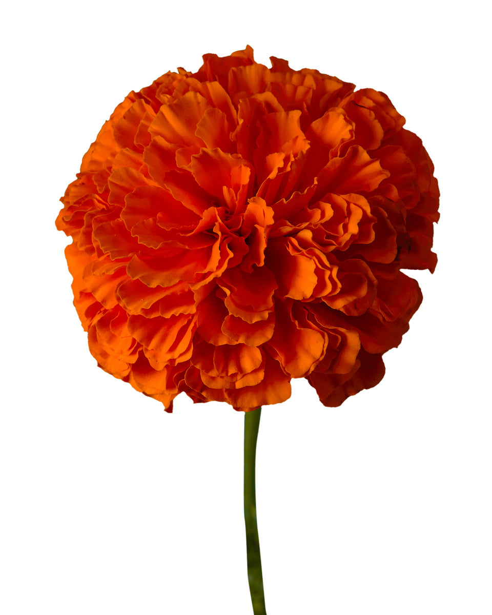 Orange Marigold