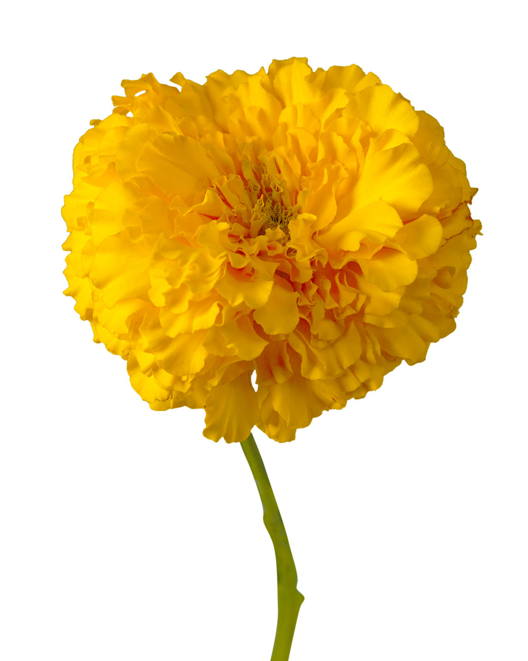 Yellow Marigold