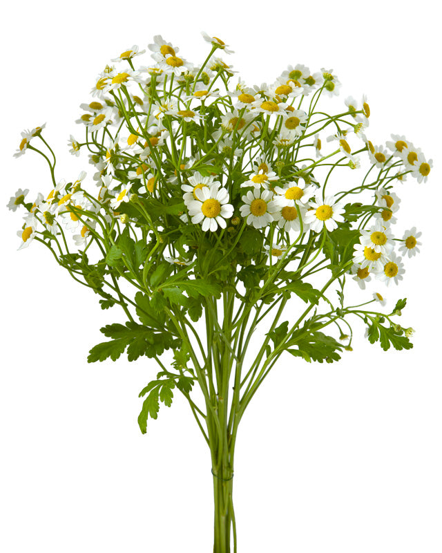 Matricaria Daisy-type Feverfew (Chamomile)