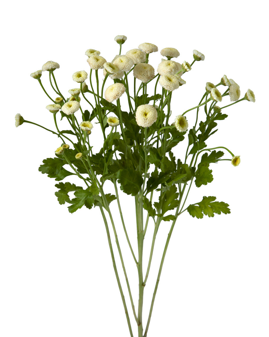 Matricaria Snowball White