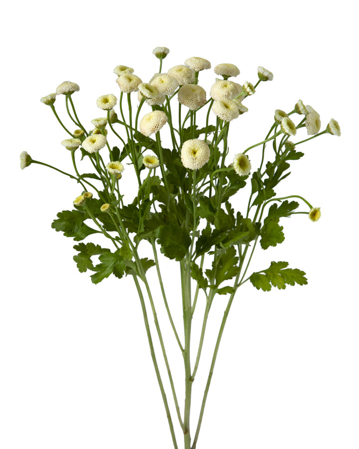 Matricaria Snowball White