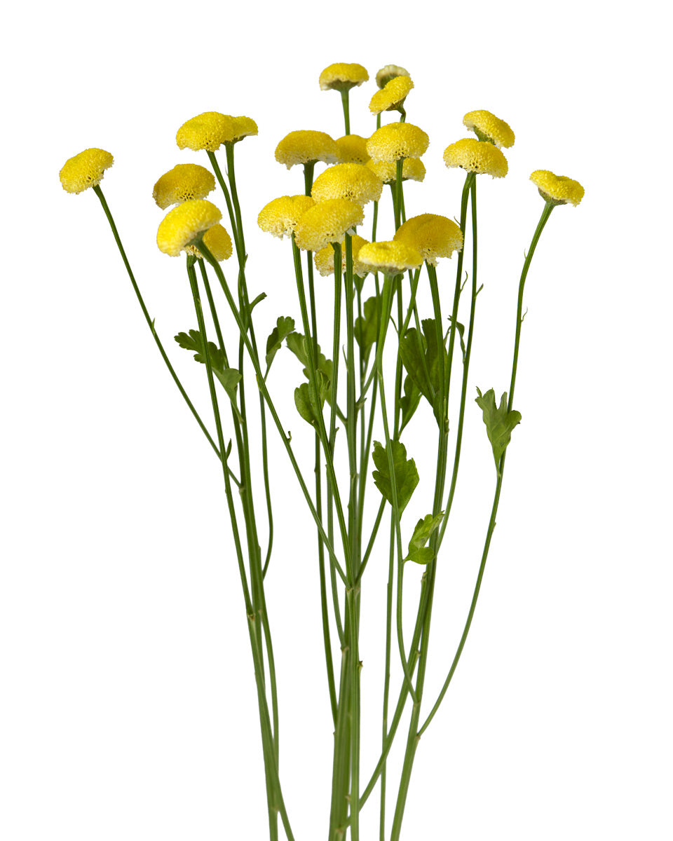 Matricaria Snowball Yellow