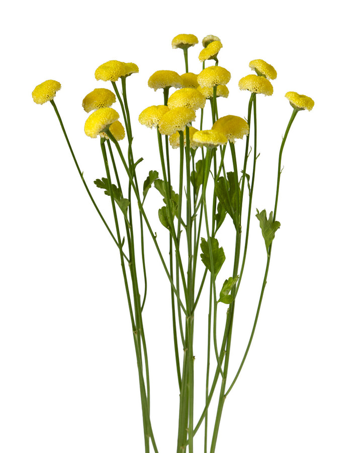 Matricaria Snowball Yellow