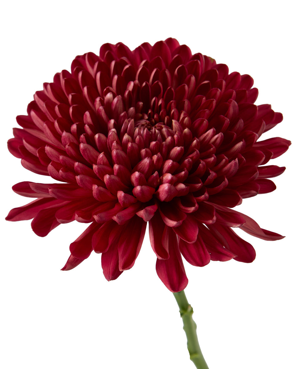 Andrea Red Chrysanthemum