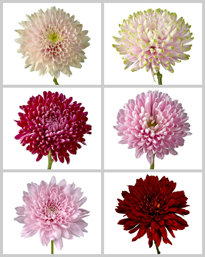 Chrysanthemum Assorted Valentine Day Box #001 (Large headed Cremon)