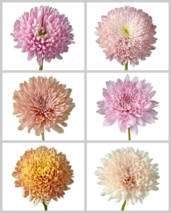 Chrysanthemum Assorted Valentine Day Box #003 (Large headed Cremon)