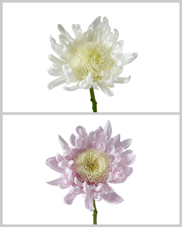 Chrysanthemum Assorted Box #649