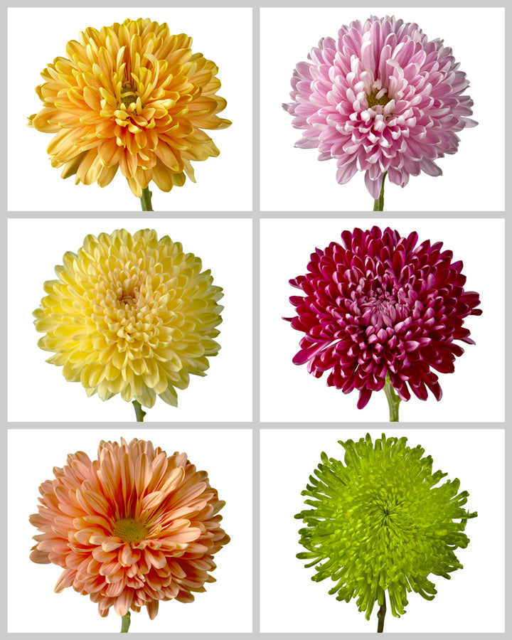 Chrysanthemum Assorted Box #654