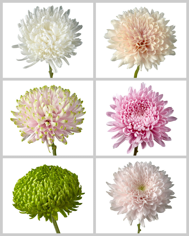 Chrysanthemum Assorted Box #655 Mother's Day