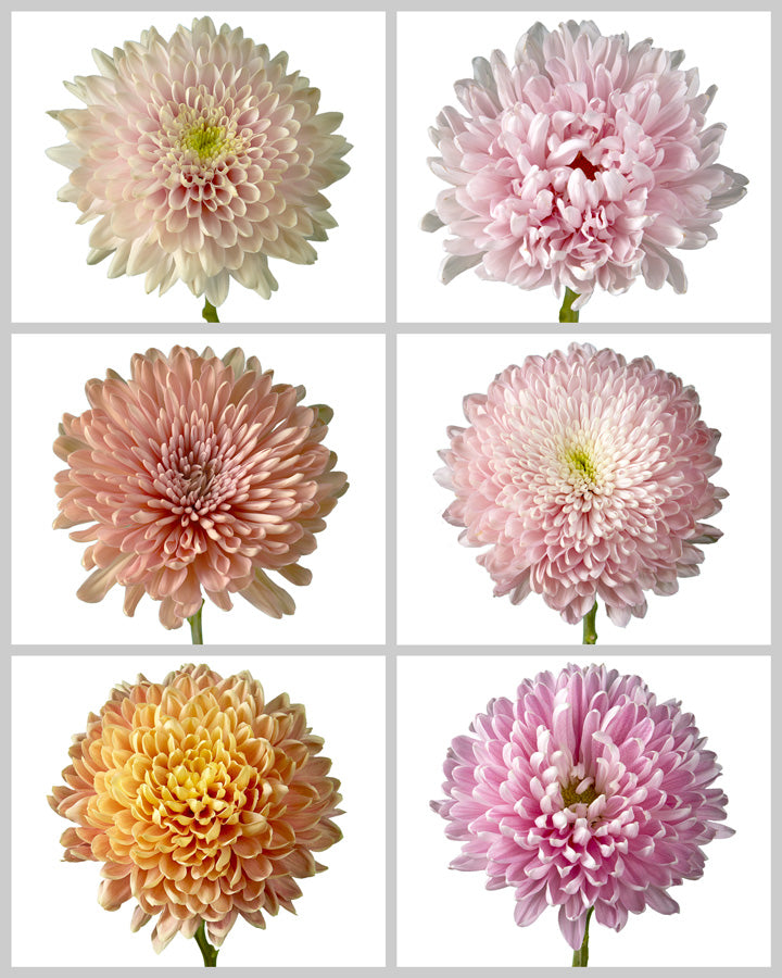 Chrysanthemum Assorted Box #656 Mother's Day
