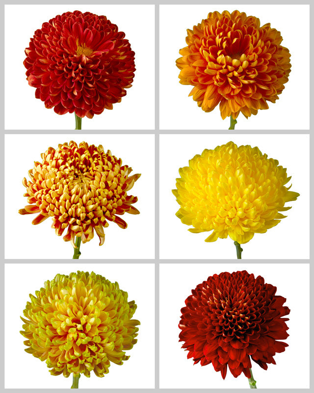 Chrysanthemum Assorted Fall Box #665