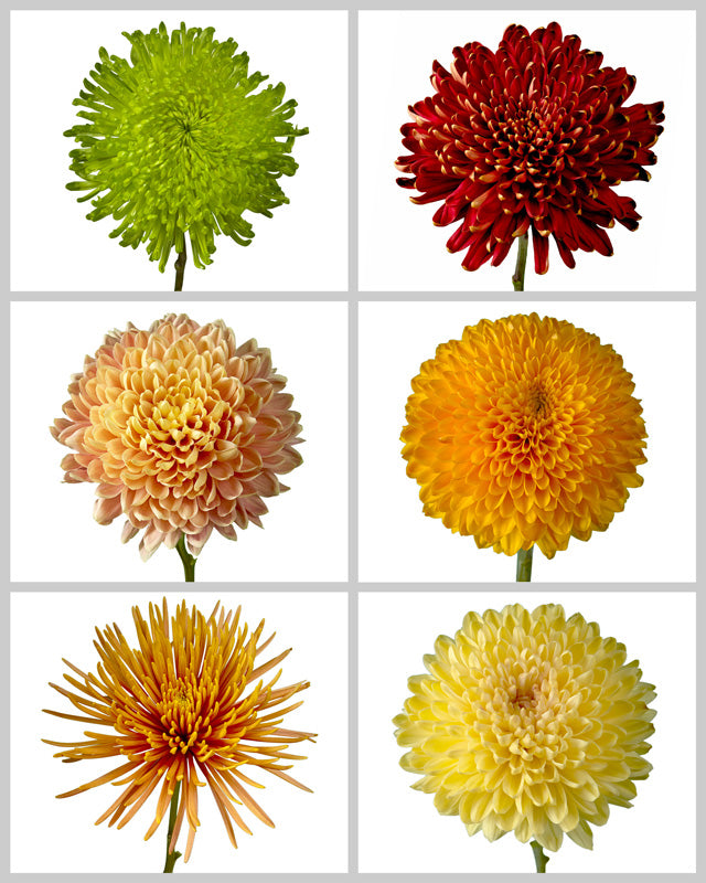 Chrysanthemum Assorted Fall Box #666
