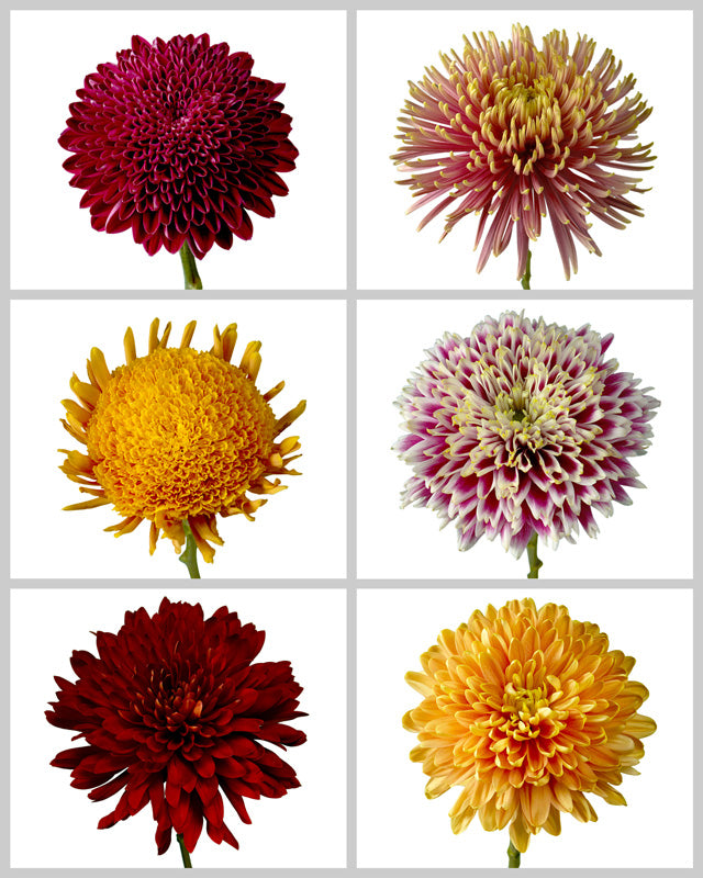 Chrysanthemum Assorted Fall Box #667