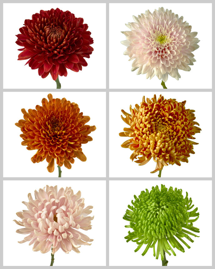 Chrysanthemum Assorted Fall Box #667