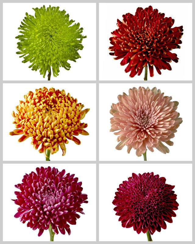 Chrysanthemum Assorted Fall Box #668