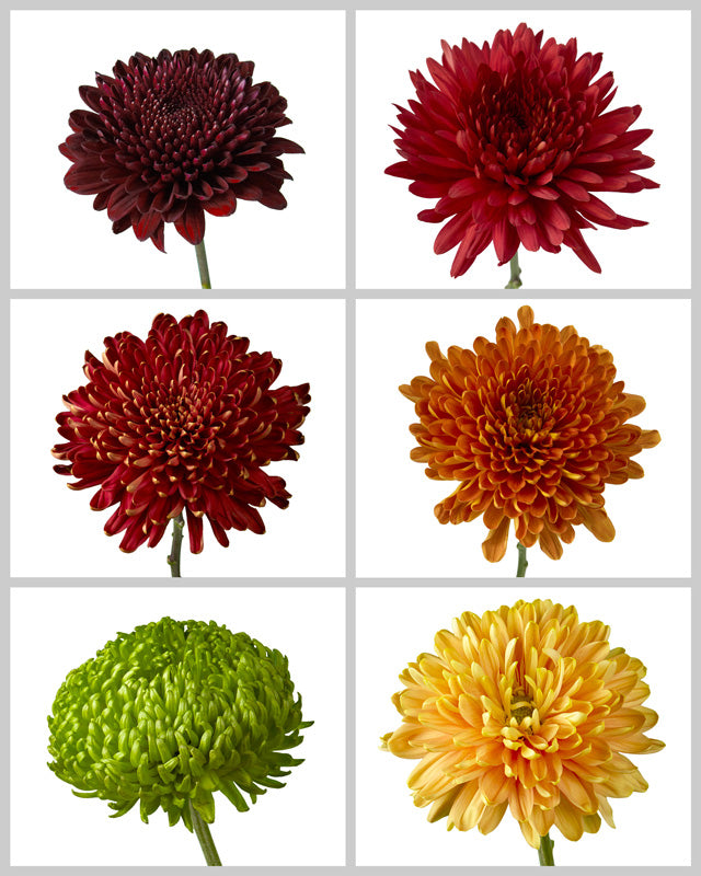 Chrysanthemum Assorted Fall Box #668