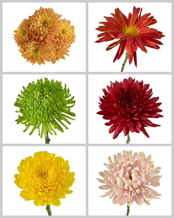 Chrysanthemum Assorted Fall Box #669