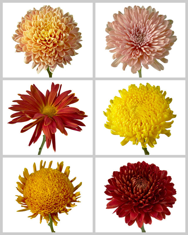 Chrysanthemum Assorted Fall Box #669