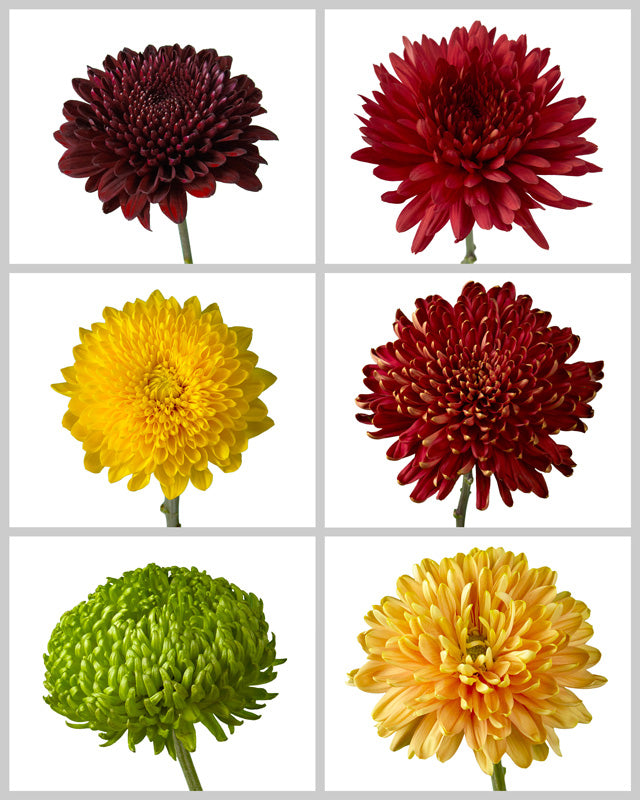 Chrysanthemum Assorted Fall Box #670