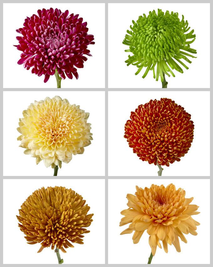 Chrysanthemum Assorted Fall Box #670