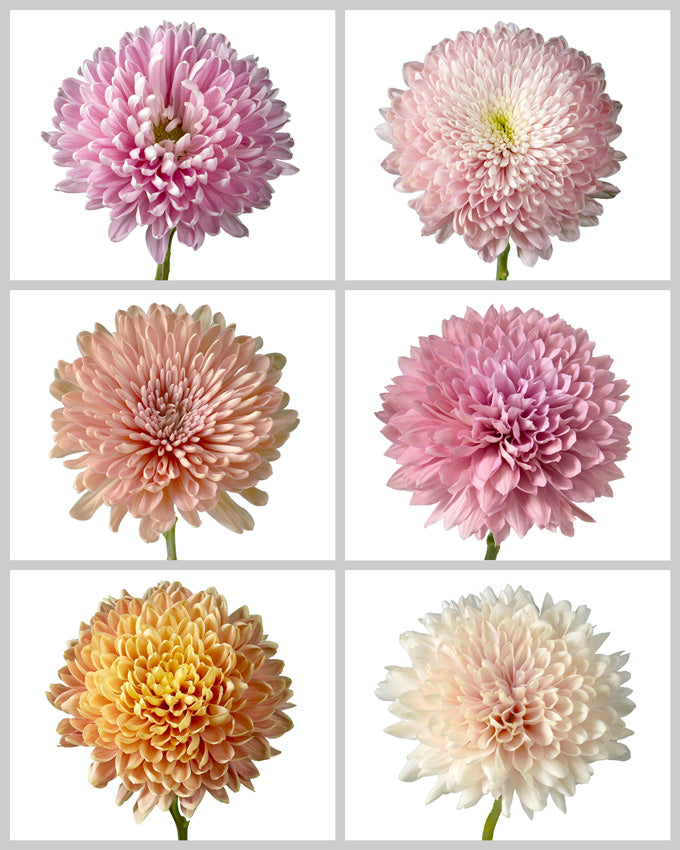 Chrysanthemum Assorted Valentine's Day Box #003