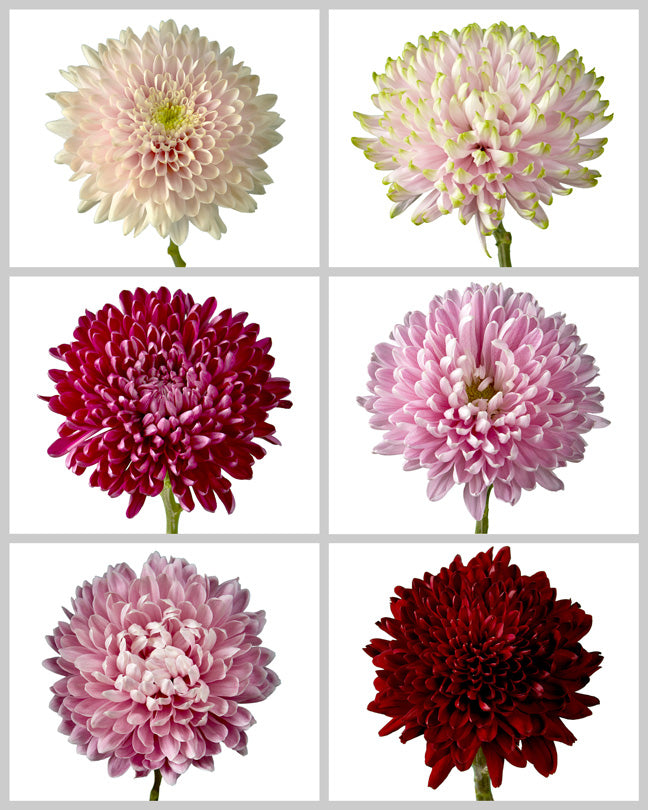 Chrysanthemum Assorted Valentine's Day Box #001