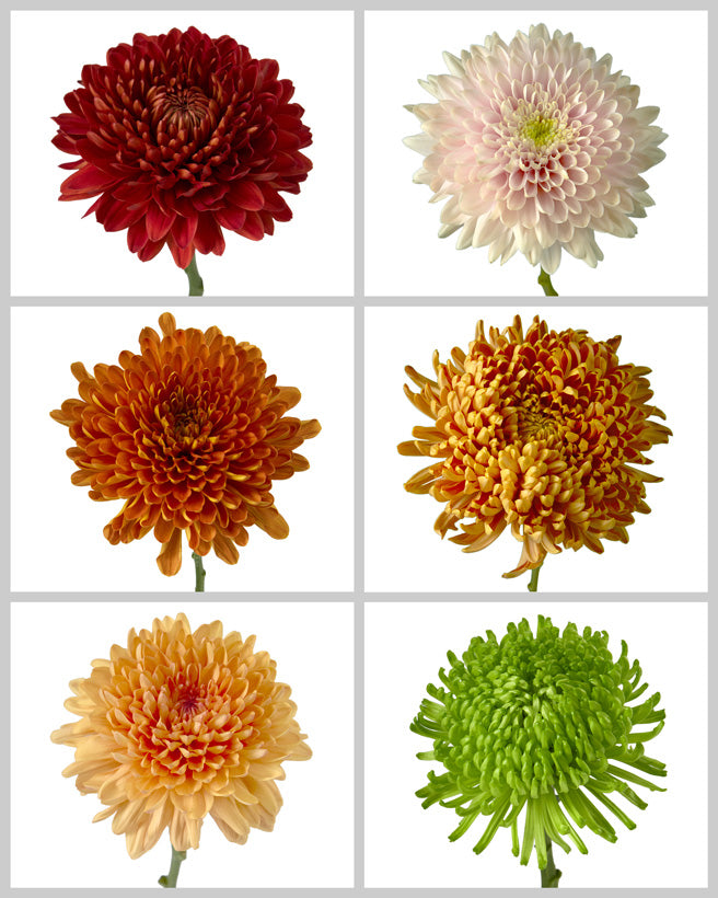 Chrysanthemum Assorted Fall Box #667