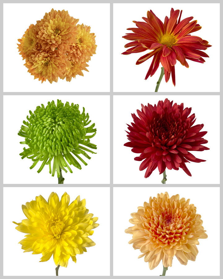 Chrysanthemum Assorted Fall Box #669